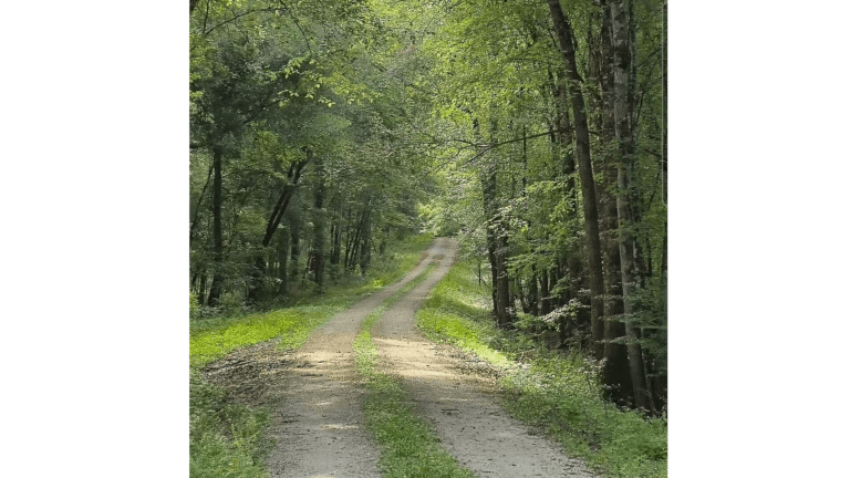 Inspirational tree photo